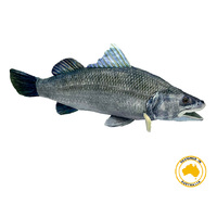 BARRY BARRAMUNDI 60CM(L)