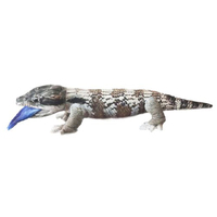 JAY BLUE TONGUE 50CM