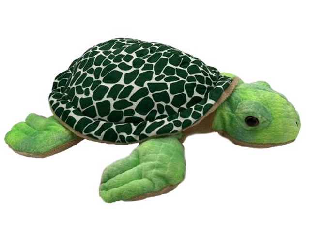 TAYLOR TURTLE